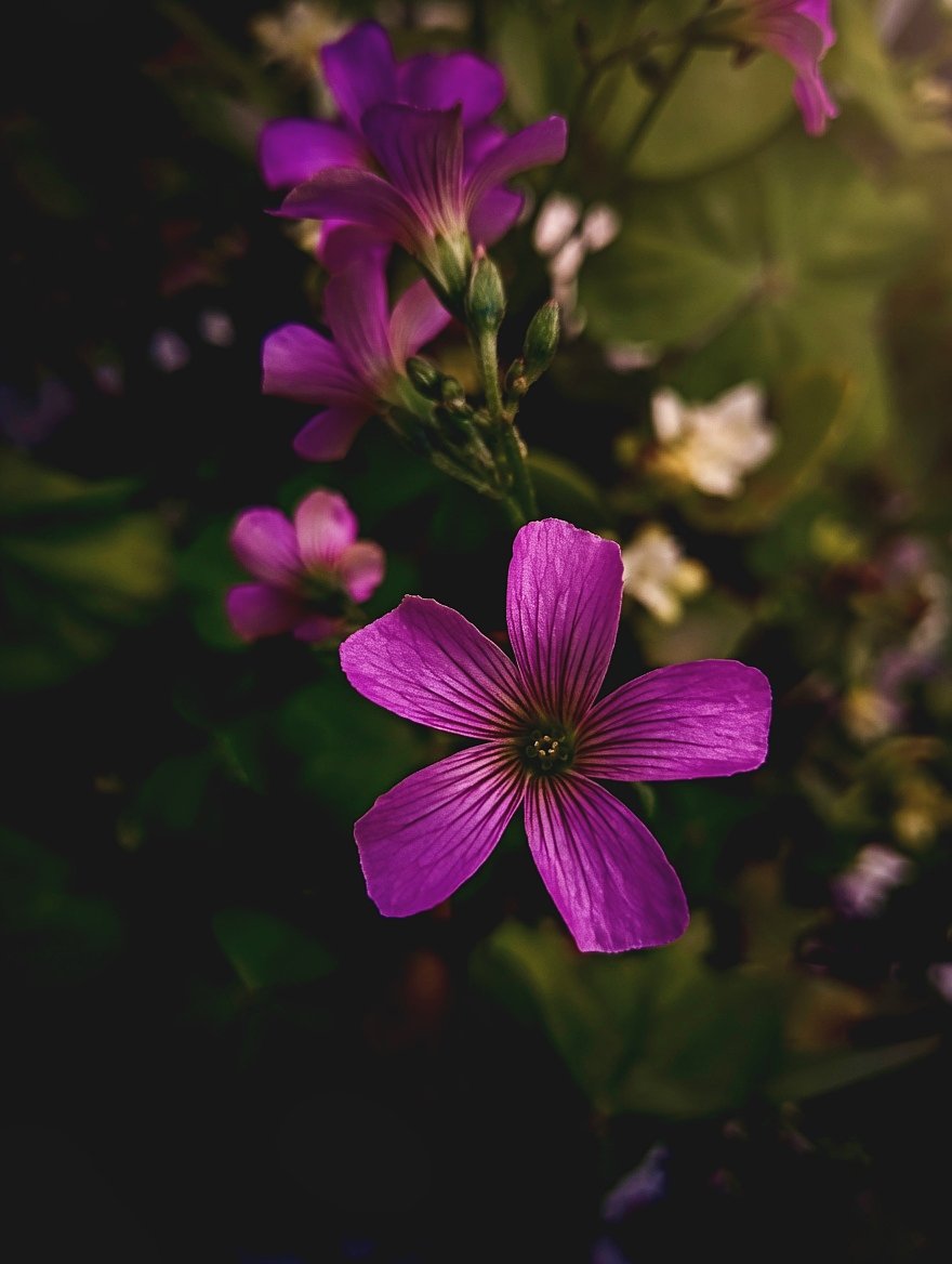 Simon_SS1993's tweet photo. Pink Wood Sorrel - Oxalis debilis. 

Its vibrant pink petals and golden heart are a beautiful reminder of nature's delicate artistry.

#PinkWoodSorrel #OxalisDebilis #plants  #FloralPhotography #flowers https://t.co/WvUO4lXFHz