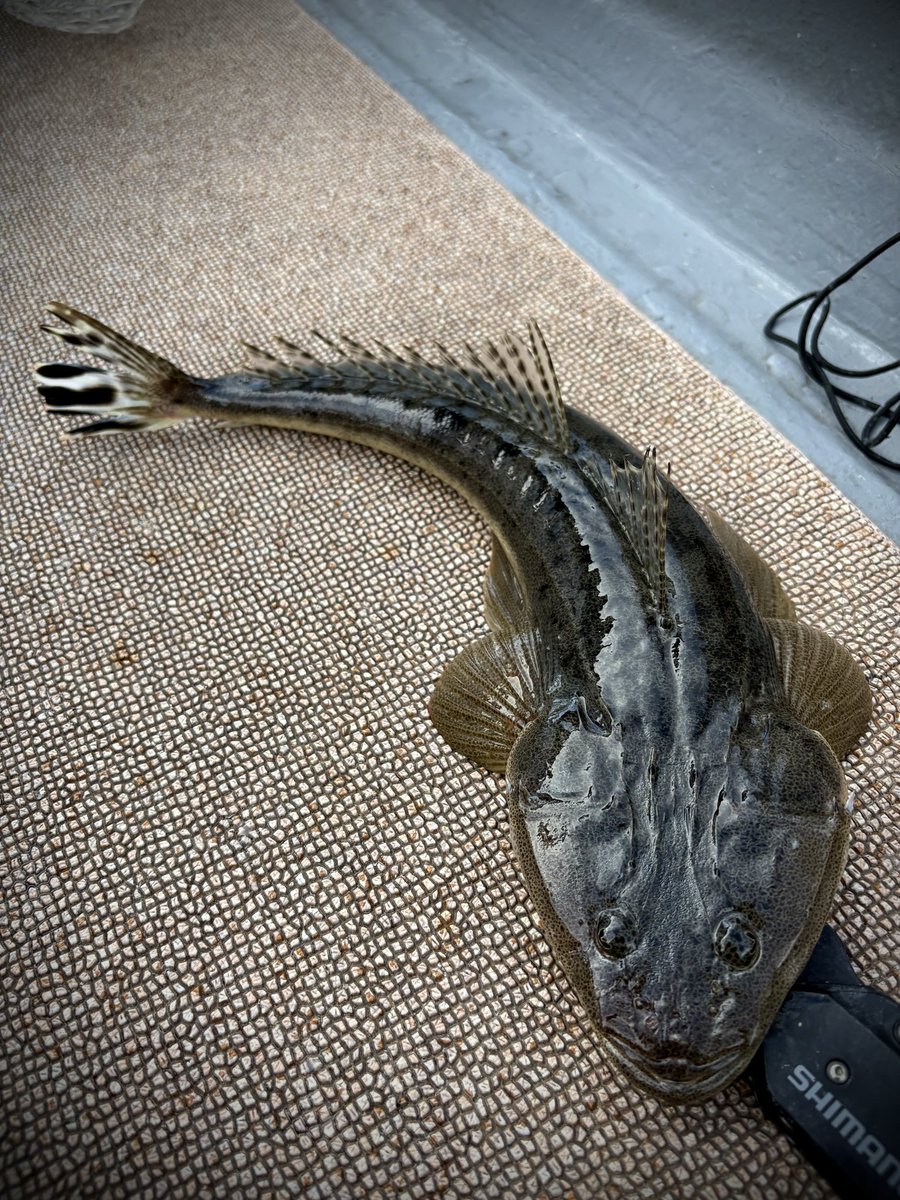 0308Dobe's tweet photo. 2026/5/9  東京湾奥某所

7F(マゴチ　シーバス　アジ)
初のフラット便へ🏜️
ショットガンアジとシーバスでお土産を確保してマゴチポイントへ🚤
初挑戦かつ、爆風で2ノットで船が流されるハードな条件🧐
バラしが多かったですが、なんとかマゴチをキャッチして楽しめました✌️
仲間はドチザメもキャッチ🤣 https://t.co/OBByxObH8V