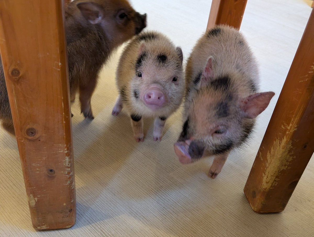 1212ien's tweet photo. 卓前に時間があったので、久しぶりにmipigcafeさんにも行ってましたー！

こちらも約束された幸せ空間だったので、
目黒でお時間ある時の選択肢としてオススメです🐷 https://t.co/ZVcASUfhqm