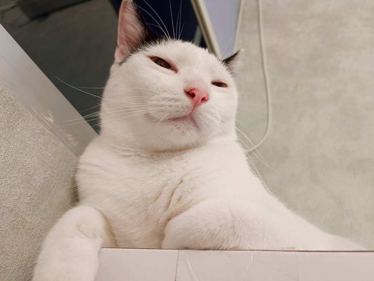 Ganteng-ganteng kucing tweet media