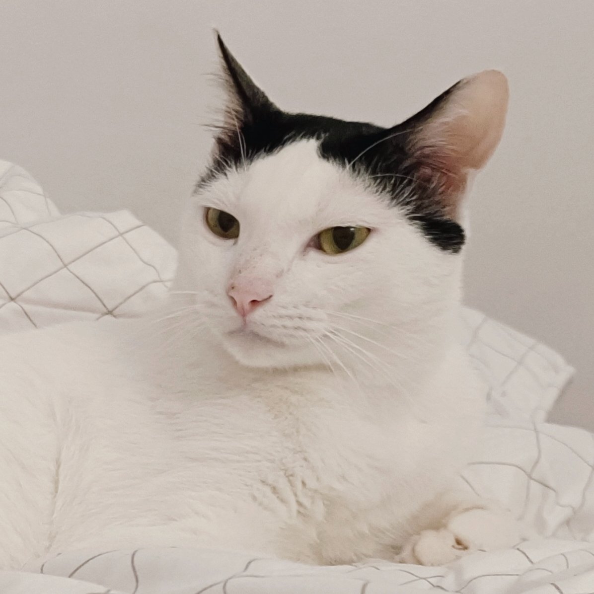 Ganteng-ganteng kucing tweet media
