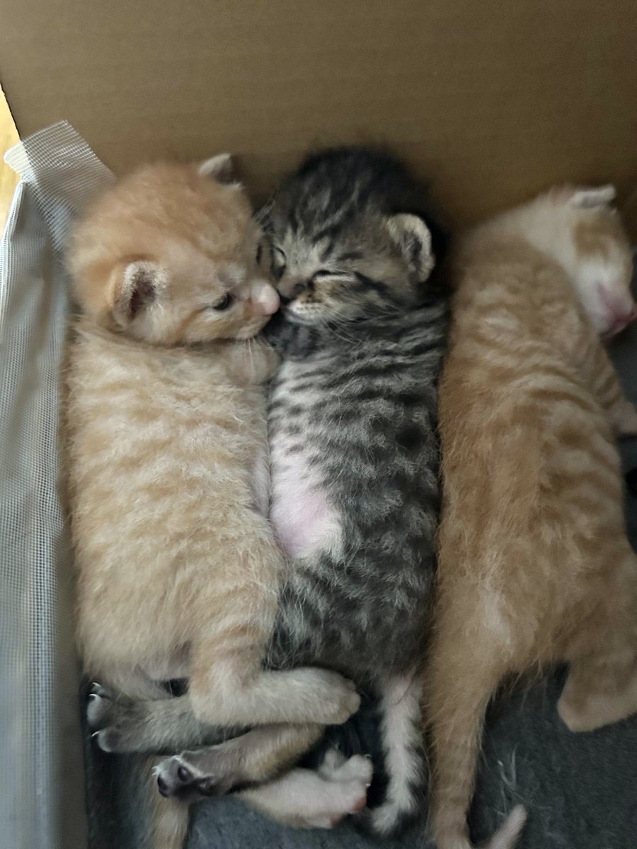 ごんねこ (@vqfuv) on Twitter photo 