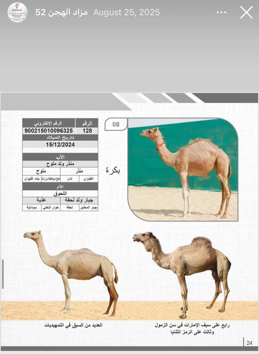 ASGroup_1990's tweet photo. سمحة مشراية من مزاد الهجن المجموعة العلمية المتقدمة سابقه في #ميدان_السمحة لسن الفطامين بتاريخ 9/5/2026

الشوط 3 .. 
(سمحه) لـ خليفه جمعه بن عتيق الرميثي 
https://t.co/juvu7xiF6d

وتعود سلالتها من الاب #منذر_ولد_ملوح
ومن الام #اللحوق_ناقة_المختبر
مشراية من مزاد الهجن المجموعة العلمية المتقدمة 52 ضمن فعاليات المعرض الدولي للصيد والفروسية في مركز ابوظبي للمعارض 1 سبتمبر 2025 

سلام انتاج المختبر سلام 
ونهني ونبارك لـ خليفه جمعه عتيق بن كسلا الرميثي على سبق سمحة