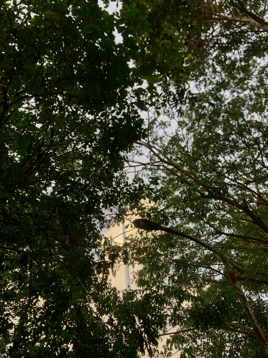 stnylll's tweet photo. 🌳
#นครศรีธรรมราช https://t.co/FIB5JGg0yT