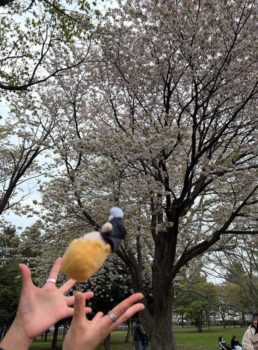 ぽりこ。 tweet media