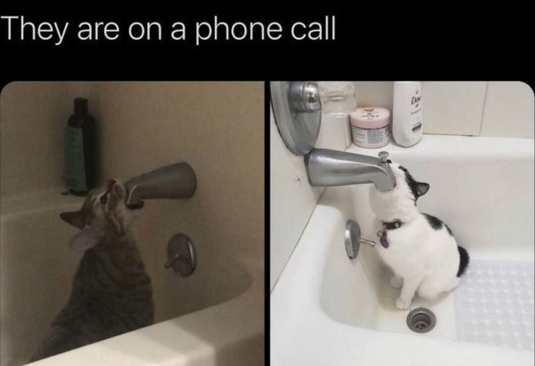 Catsillyness's tweet photo. Important business call https://t.co/JCtAZZb7T3
