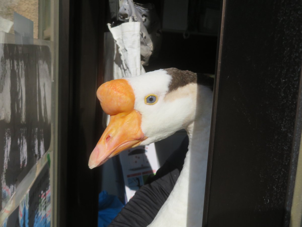 今日のちょびっとがっちゃん ＃王子動物園 ＃ふれあい広場 ＃ガチョウ