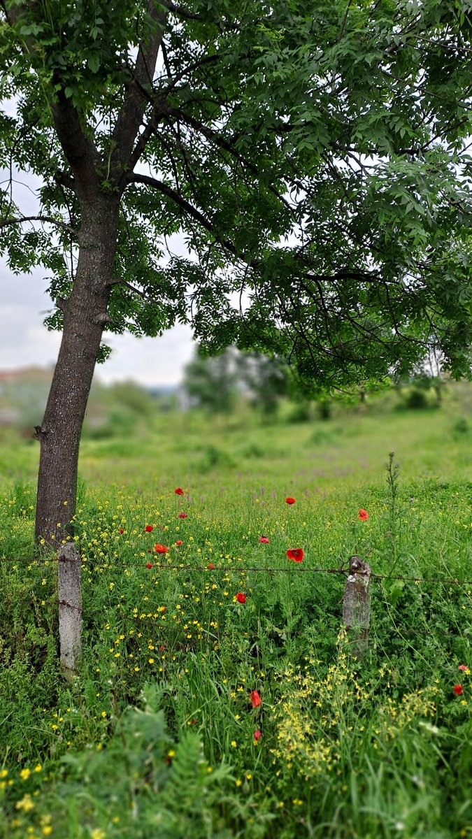 Sümeyye 🍃 tweet media