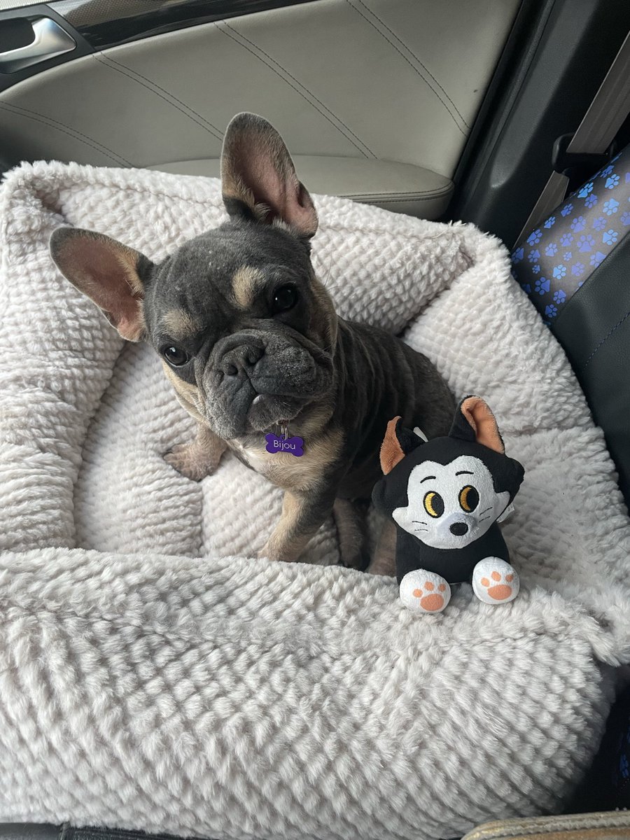 CajunTallguy's tweet photo. Our rescue frenchie. She has come a long way. Healing and growing her hair back nicely. Still a little itchy https://t.co/U6rYCONBJ5