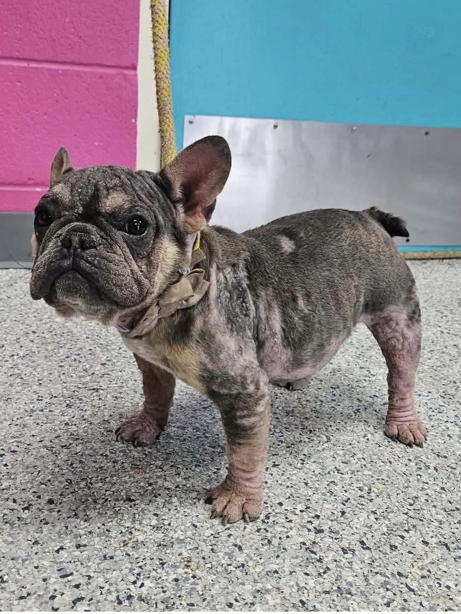 CajunTallguy's tweet photo. Our rescue frenchie. She has come a long way. Healing and growing her hair back nicely. Still a little itchy https://t.co/U6rYCONBJ5