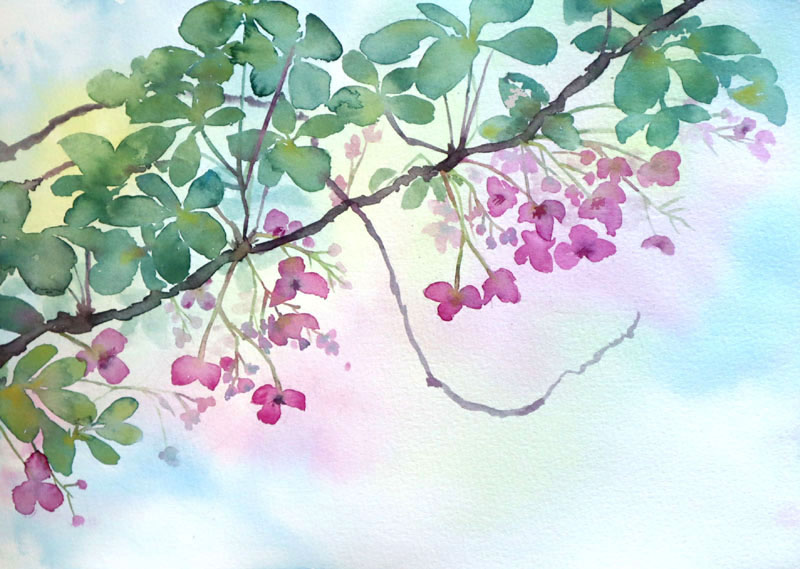 あけびの花咲く 油彩画 教室練習画「春の野草」 アケビの花。 花弁に見える3枚はガクだそう