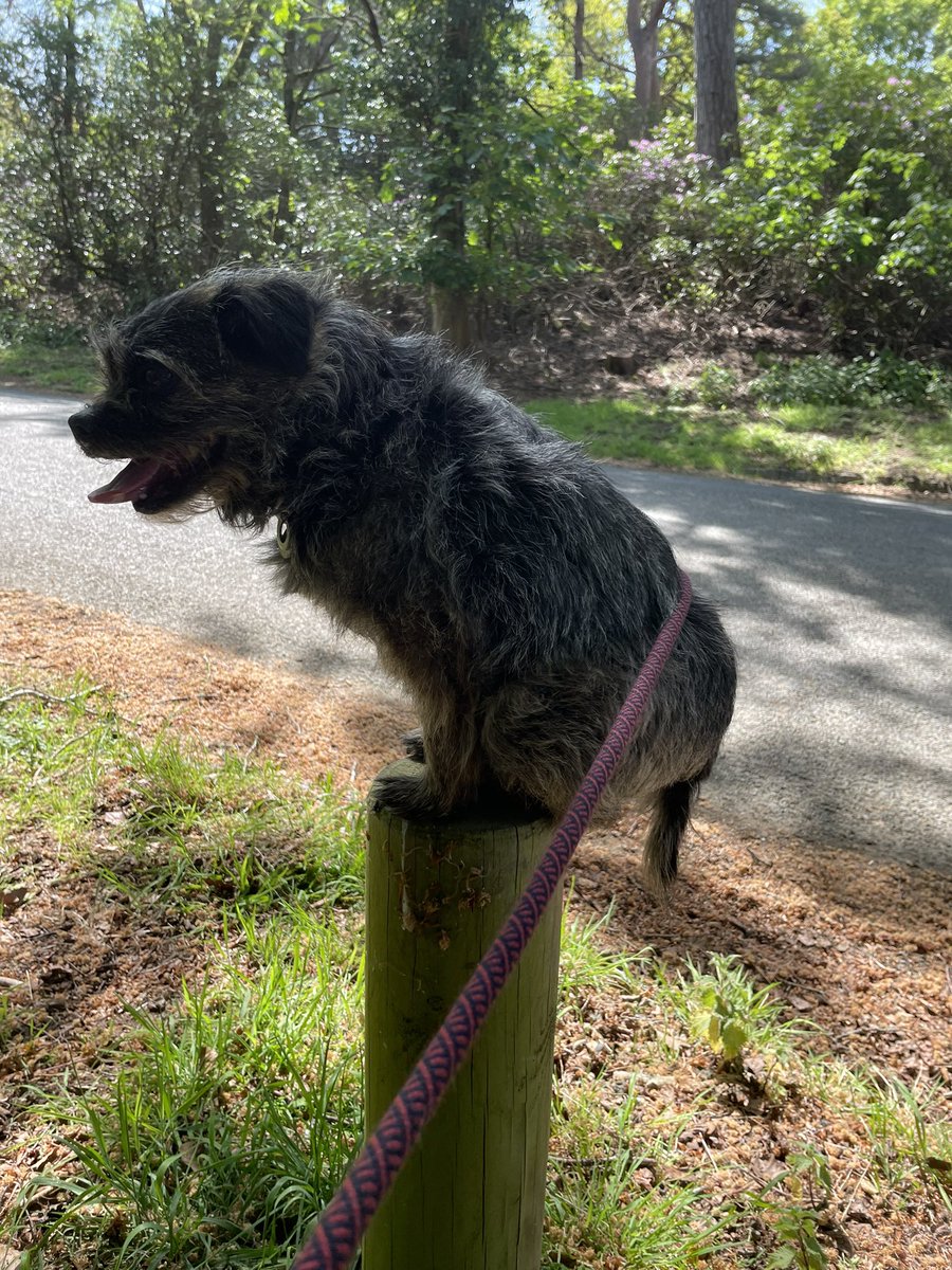trudyterrier's tweet photo. #postclub - new idea I amazed everyone with my balancing skills. Bruff has teamed up with Morse again - they like each other! https://t.co/i1UfAMIiEl