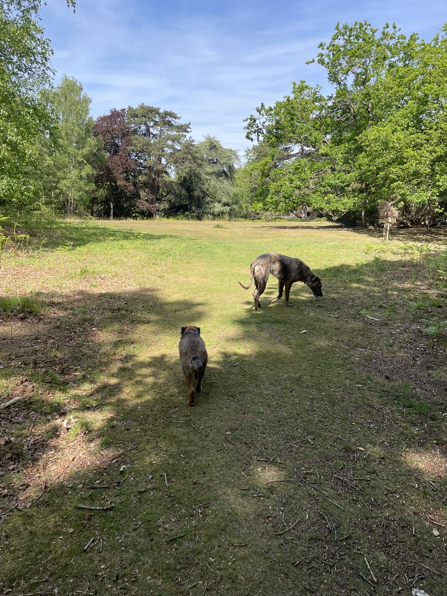 trudyterrier's tweet photo. #postclub - new idea I amazed everyone with my balancing skills. Bruff has teamed up with Morse again - they like each other! https://t.co/i1UfAMIiEl