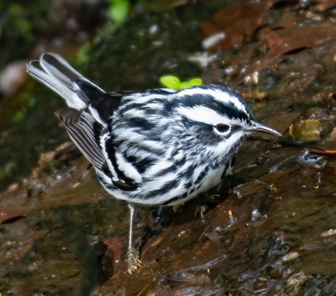 BirdCentralPark's tweet photo. A Black-and-white Warbler came  to the Bathing Rock by the Central Park Pool. https://t.co/yPIxCMFP1s
