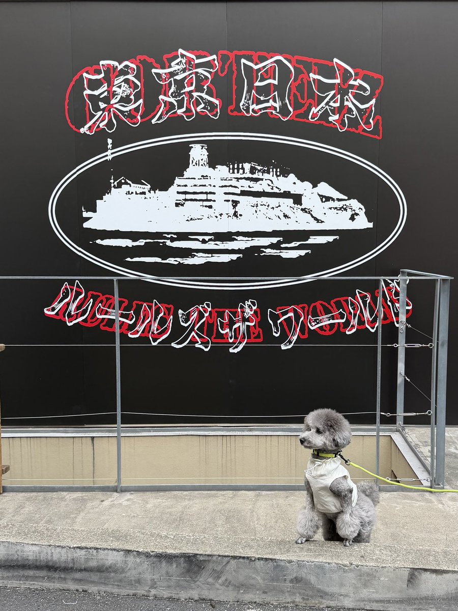 crtzrtw's tweet photo. 東京.
日曜日の営業時間: 10:00AM-18:00PM.

最終日.
全員集合. https://t.co/li2V9t8b6y