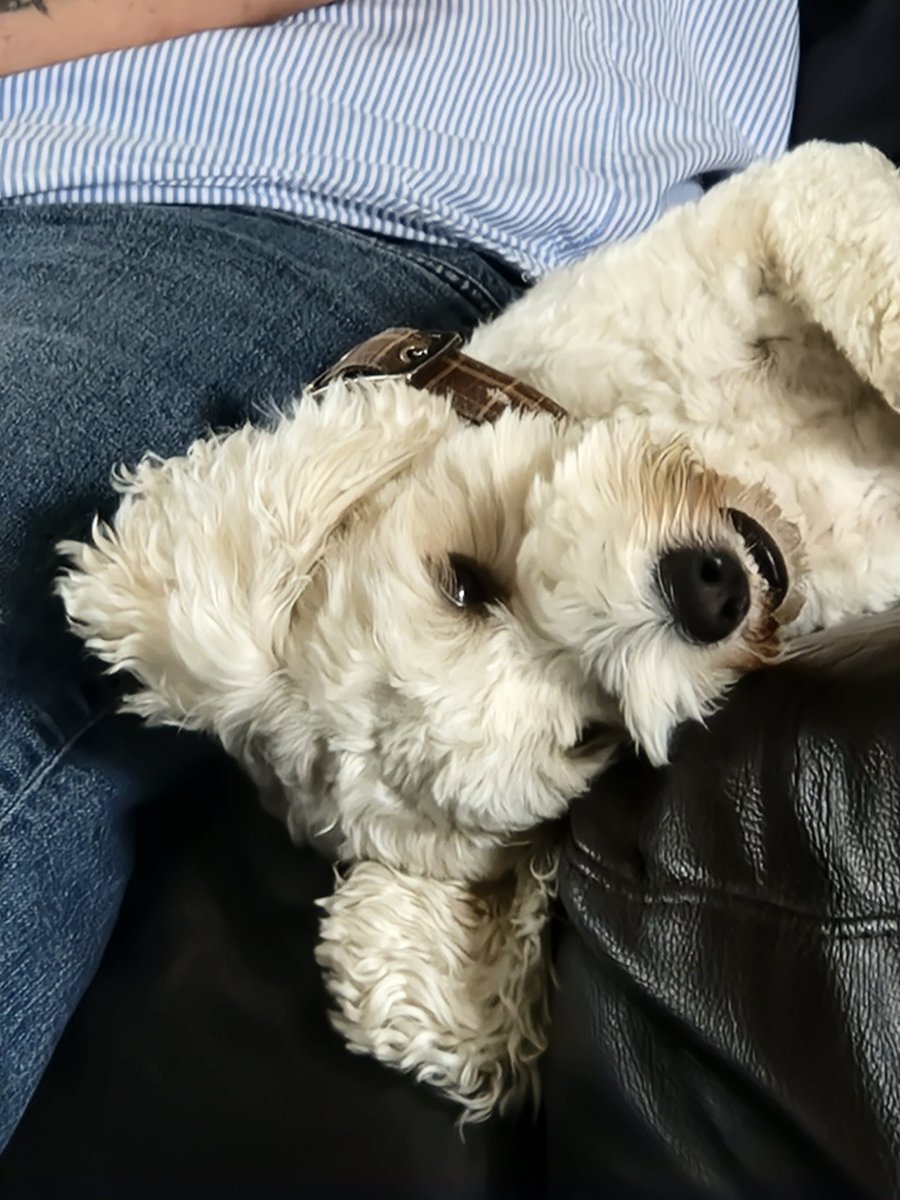JACK BovverBoy 🐾 tweet media