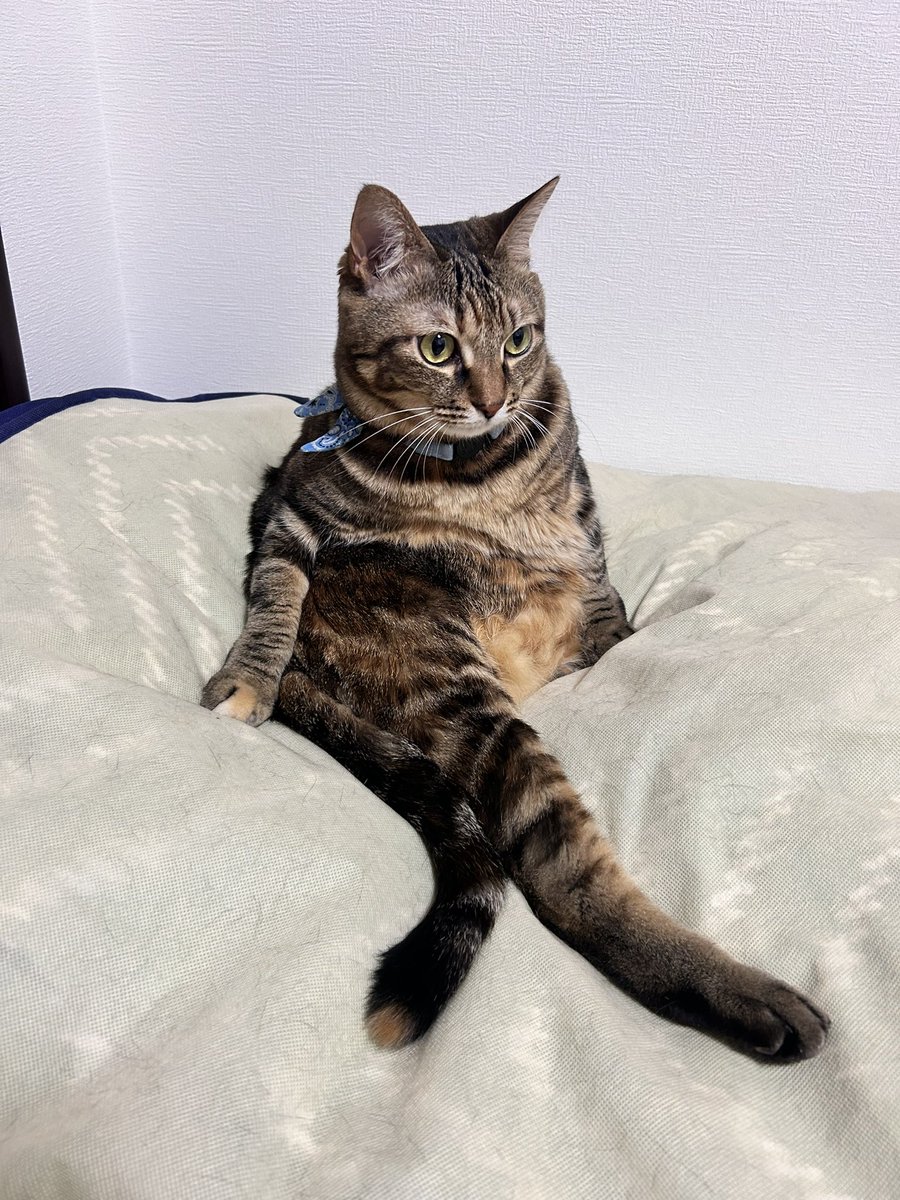 mii20220415's tweet photo. 一瞬人魚(猫魚？)に見えるみぃちゃん🐈🐾

#猫 #cat #猫のいる暮らし #にゃんこ #ねこ #猫好き #ネコ #保護猫 #キジトラ #猫がいる生活 #猫好きさんと繋がりたい #猫がいる幸せ #ネコ #猫写真 https://t.co/xIM1GFRFVS