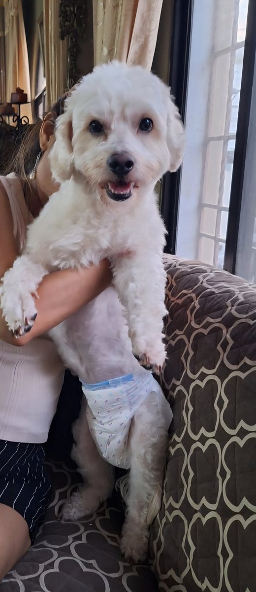 NathalyENS's tweet photo. Su ayuda por favor, se perdió en la ciudadela Bellavista tiene 4 años, responde al nombre de Tommy su mama está embarazada y desesperada @RescateAnimalEC https://t.co/U4X350PDJ8