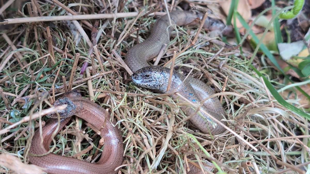 HybridPanda's tweet photo. 🧵Currently running a Slow Worm hospital for 2 injured legless lizards
A protected species in the UK
We have been running a conservation area at the top of our garden for some years now.
These 2 have been attacked by a fox, their tails severely damaged #slowworms #slowworm #love https://t.co/igkhChh29A
