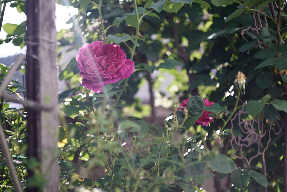 Shadadnb's tweet photo. ハーフカメラPEN-FTのレンズ(Olympus F.ZUIKO f1.8 38mm)をアダプタかませて使ってみた。ほんのりノスタルジックな写り https://t.co/F5ufb0594m