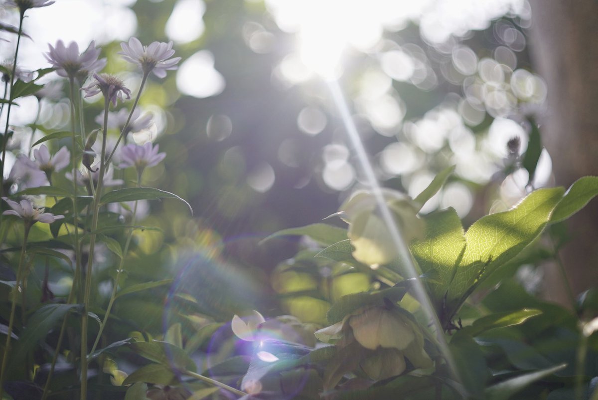 Shadadnb's tweet photo. ハーフカメラPEN-FTのレンズ(Olympus F.ZUIKO f1.8 38mm)をアダプタかませて使ってみた。ほんのりノスタルジックな写り https://t.co/F5ufb0594m