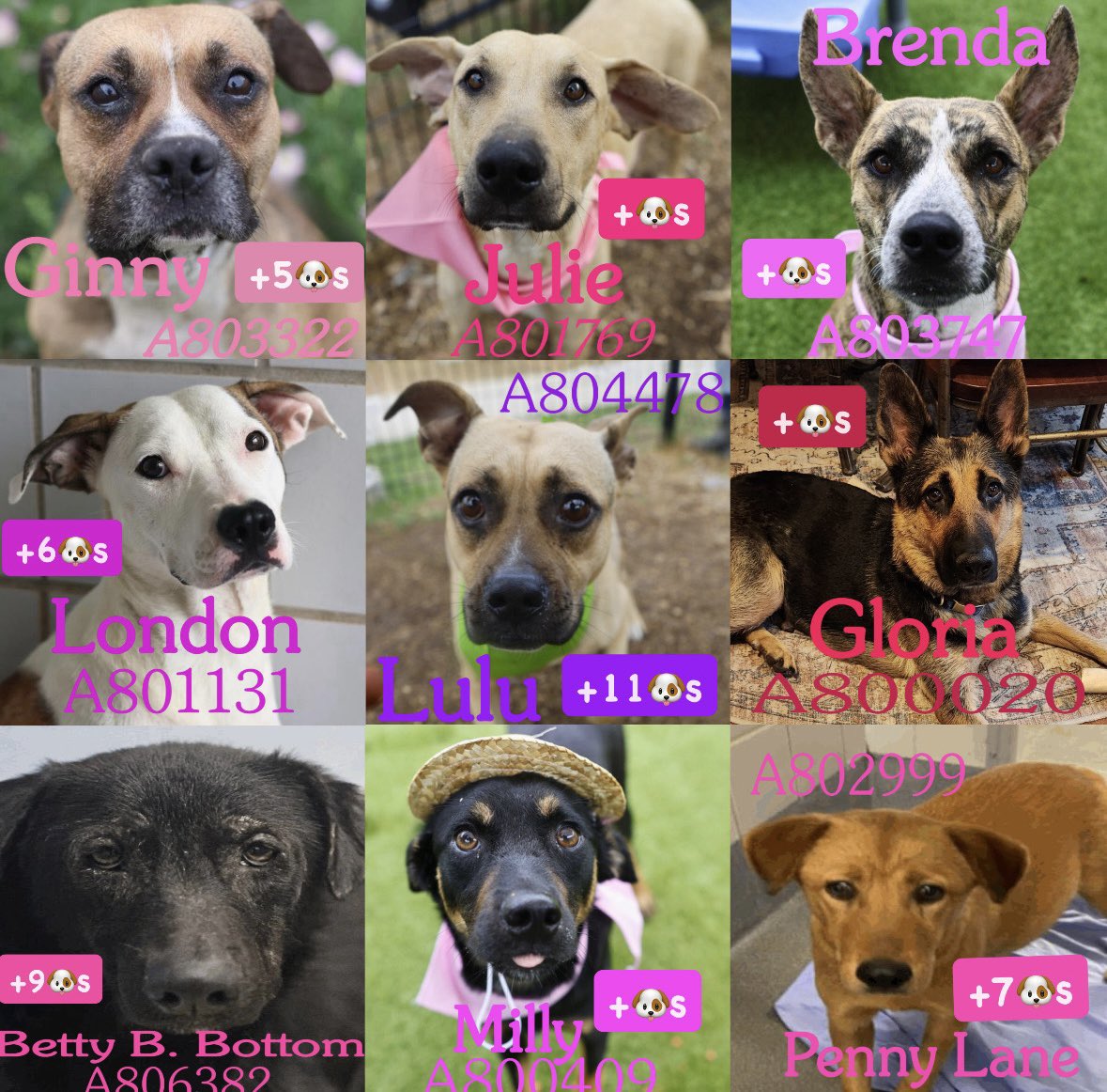 _taysmyoxygen1d's tweet photo. 🆘DOG MOMS &amp; PUPPIES TBK BY #SAACSTX

Ginny #A803322 
Julie #A801769 
Brenda #A803747 
London #A801131
Lulu #A804478 
Gloria #A80020 
Betty B #A806382
Milly #A800409
Penny Lane #A802999
Eevee #A738939
Baby #A804768
Meredith #A804737
Freya #A806003 
Cindy #A802117 
Monita #A80442 https://t.co/0hXkWqScUM