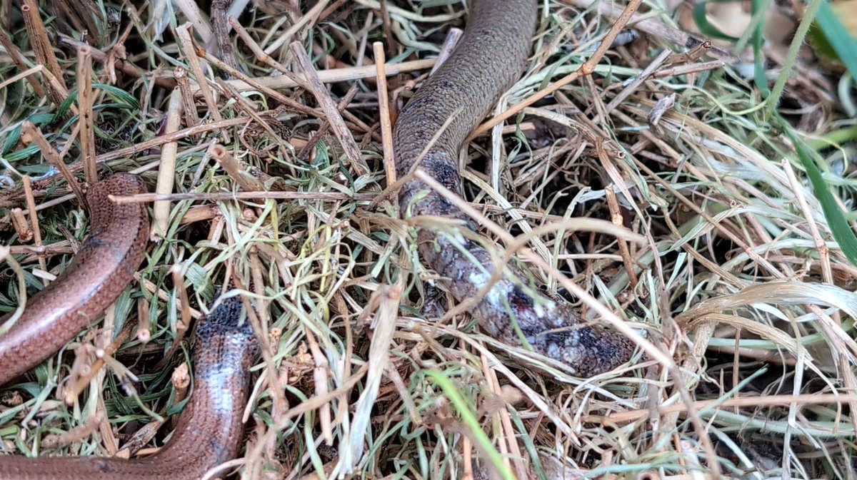 HybridPanda's tweet photo. 🧵Currently running a Slow Worm hospital for 2 injured legless lizards
A protected species in the UK
We have been running a conservation area at the top of our garden for some years now.
These 2 have been attacked by a fox, their tails severely damaged #slowworms #slowworm #love https://t.co/igkhChh29A
