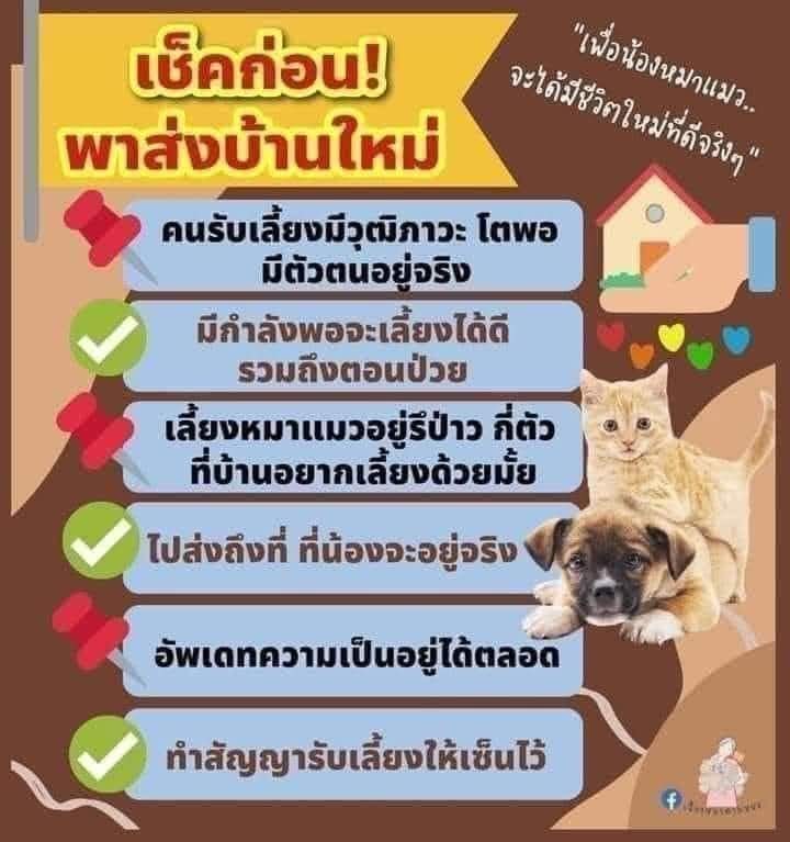 ↑😎 เหมียวไม่ใช่แอคฯ ฉอด 😼↓ tweet media