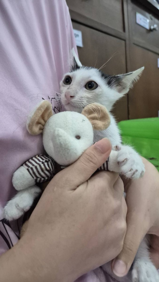 JohnJud | CUVET Animal Welfare Club tweet media
