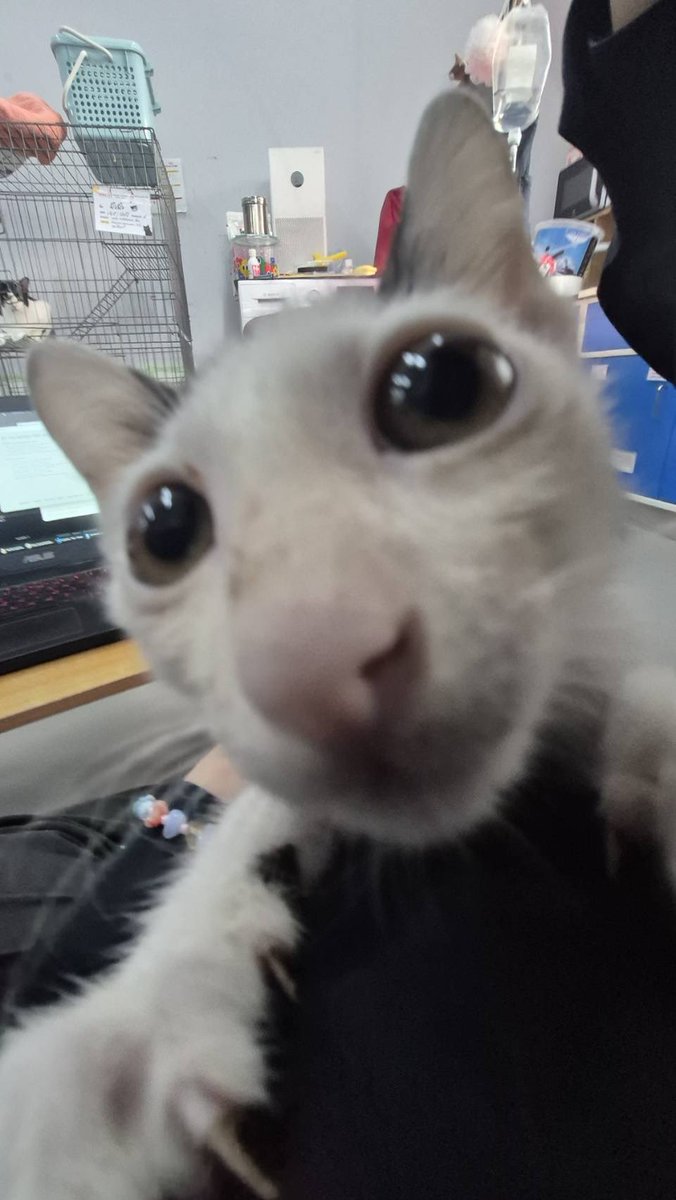 JohnJud | CUVET Animal Welfare Club tweet media