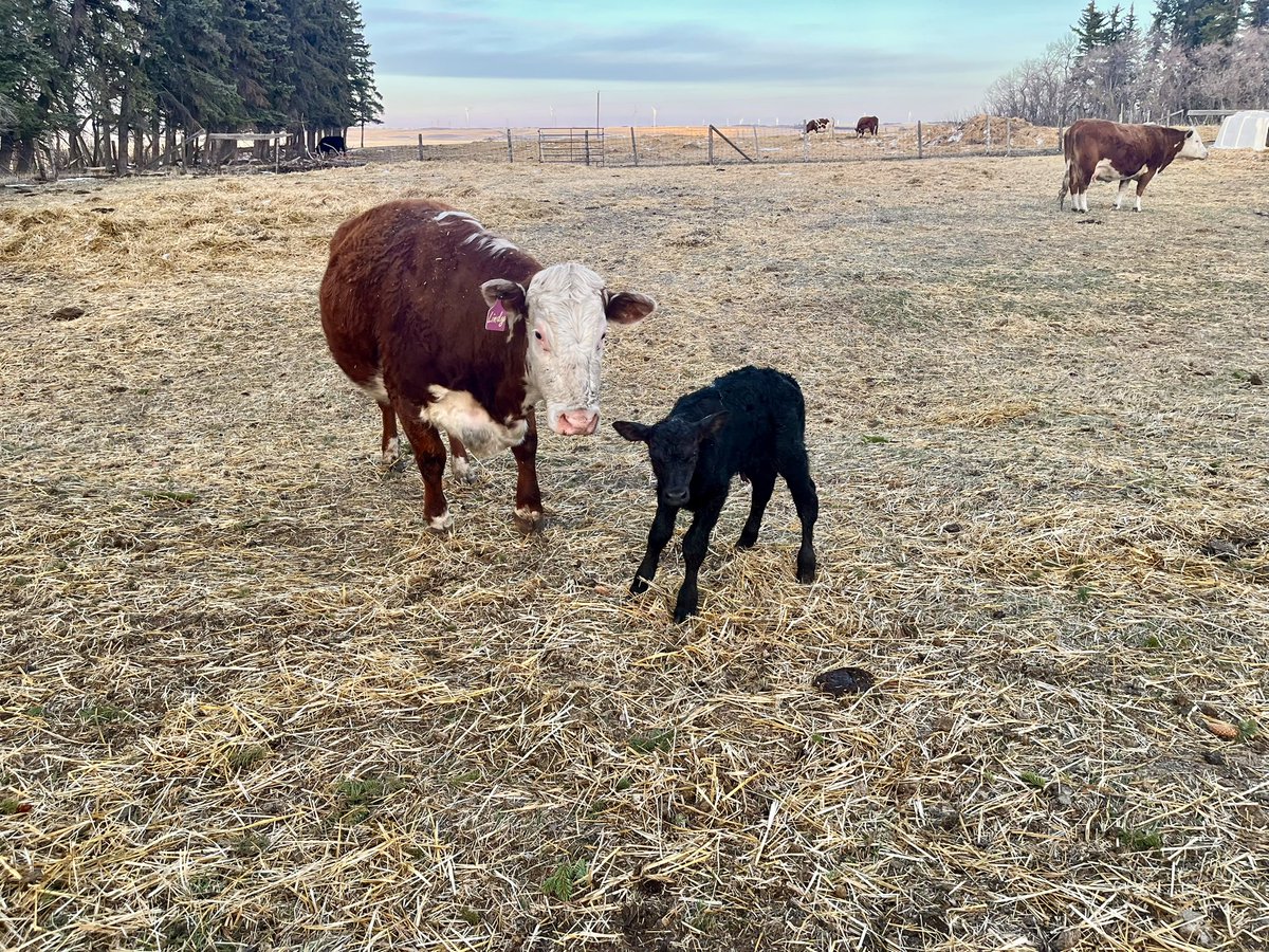 EarEigna's tweet photo. Where is all my chrome this year?!

Hopefully the Simmentals do better than the Herefords did. https://t.co/sj161lqR2e
