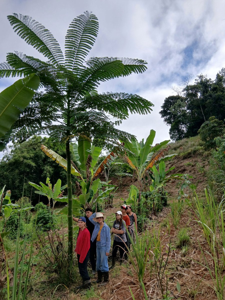 agroforestDAO's tweet photo. They've been producing cheese, pruning syntropic nests, harvesting and processing arrow roots, building friendships and realizing that they can also do it. We also learn so much from these smart kids.
That's priceless 🙏 https://t.co/KupFykJhVQ