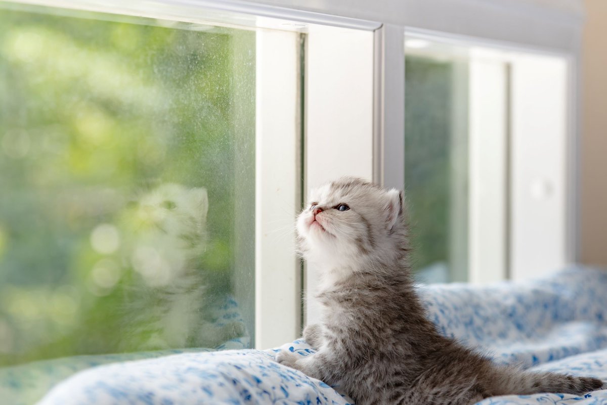 Cornell Feline Health Center tweet media