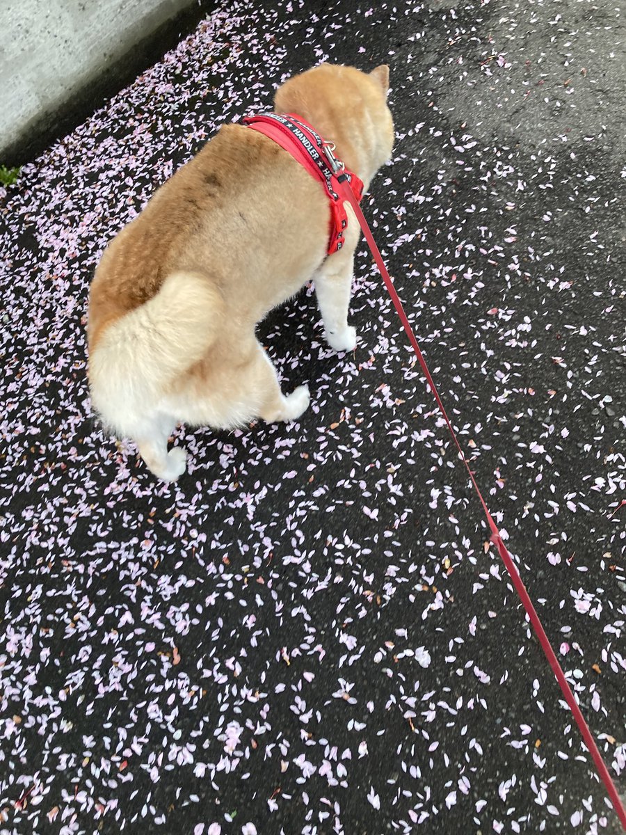 hisapon🐕 tweet media