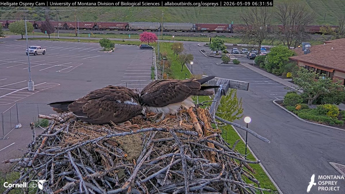 Hellgate Osprey tweet media