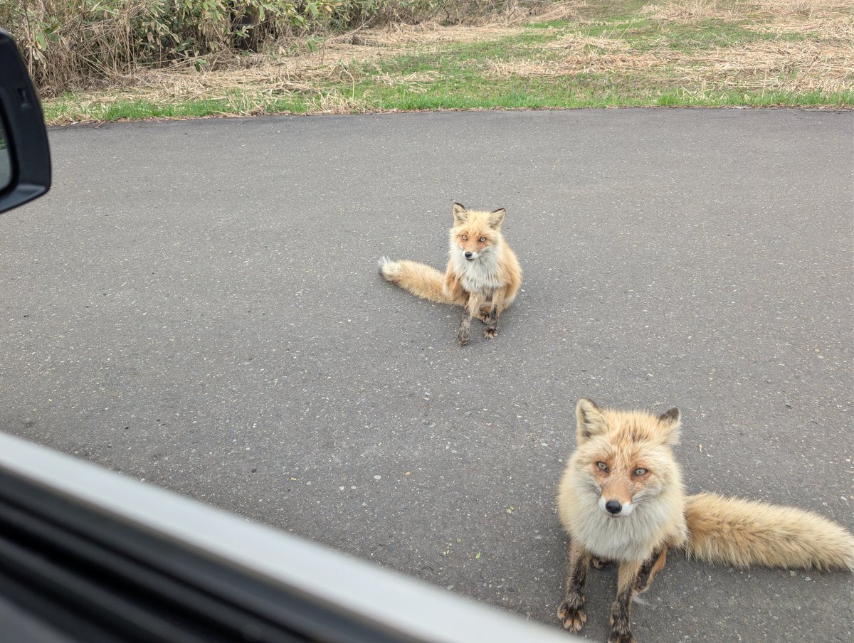 sabuly3663's tweet photo. オヤジ狩りに会いました。😂 https://t.co/GbwsqWdtDn