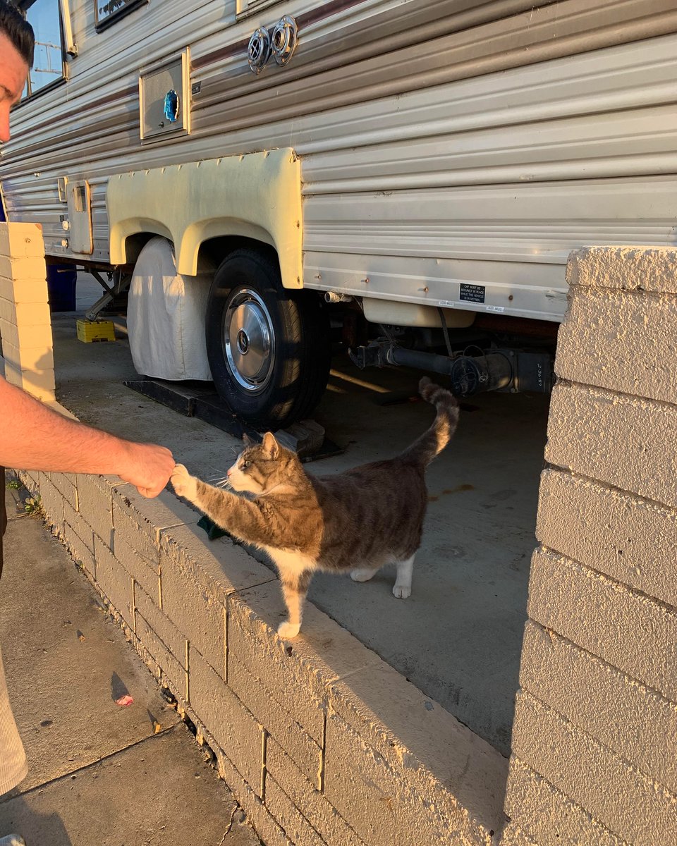 Punch Cat tweet media