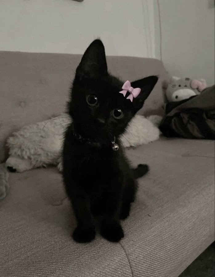 ชั้นเป็นแมว 🐈‍⬛🐾🎀