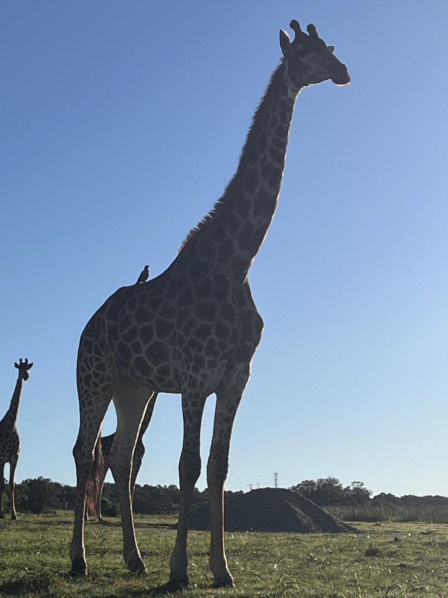 Joxilox Tours South Africa tweet media
