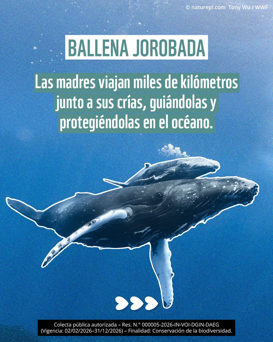 WWF_Peru's tweet photo. En la naturaleza, ser mamá también significa proteger, enseñar y guiar. 💚🐾

Este mes, celebramos a madres extraordinarias que inspiran vida y fortaleza: jaguar, ballena jorobada, delfín rosado y tortuga marina. https://t.co/JITDEjpAHX