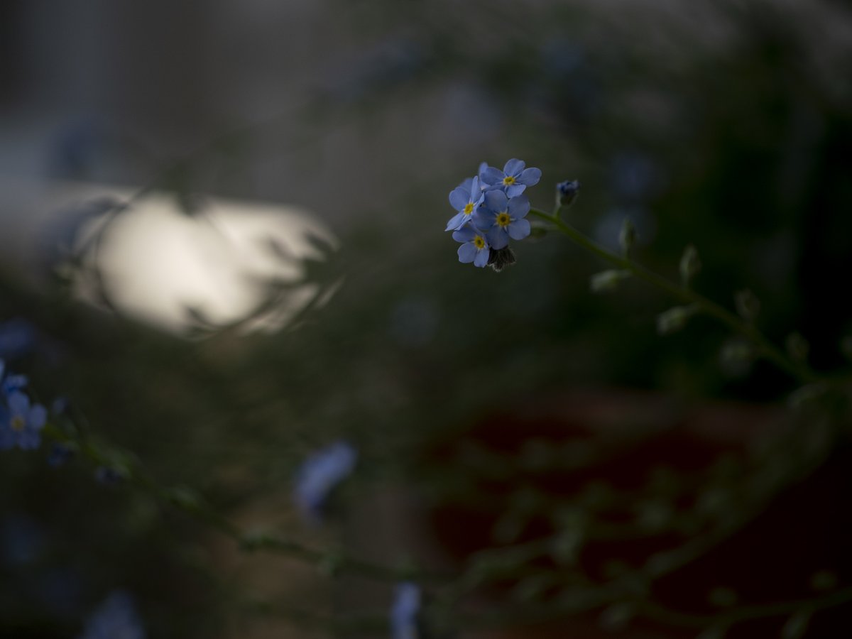 hideonakane's tweet photo. 夕べ
の。

20260509
#殺傷武器輸出反対
#NoWar
#forgetmenot
#ちいさなくに 
#intenyears https://t.co/mczbODrYz6