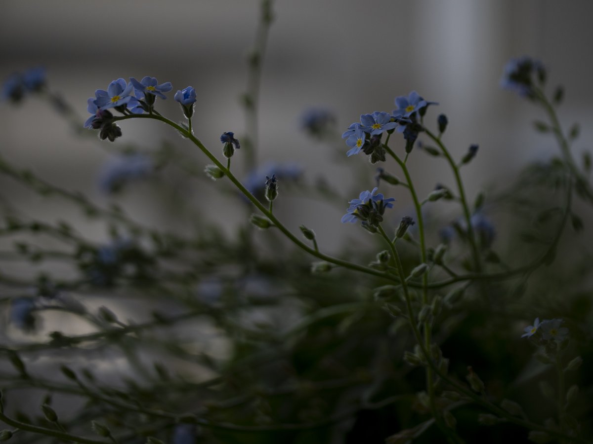 hideonakane's tweet photo. 夕べ
の。

20260509
#殺傷武器輸出反対
#NoWar
#forgetmenot
#ちいさなくに 
#intenyears https://t.co/mczbODrYz6