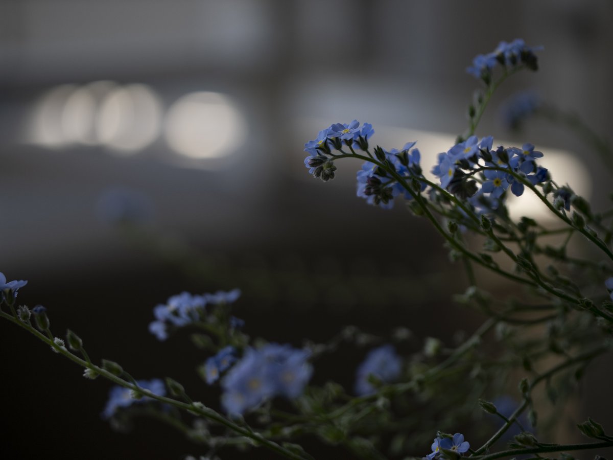 夕べ
の。

20260509
#殺傷武器輸出反対
#NoWar
#forgetmenot
#ちいさなくに 
#intenyears
