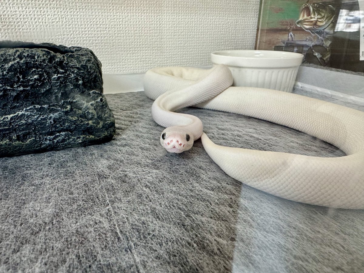 ISHIIAQUA's tweet photo. ボールパイソン飼育し始めてもう少しで早3ヶ月。
気付いたら8匹のパイソンに囲まれて毎日が幸せや。
たま��手噛まれるけど、そんなヤンチャなとこも含めてお前ら全員好きやで😚

#ボールパイソン https://t.co/JnxEoqd5LS