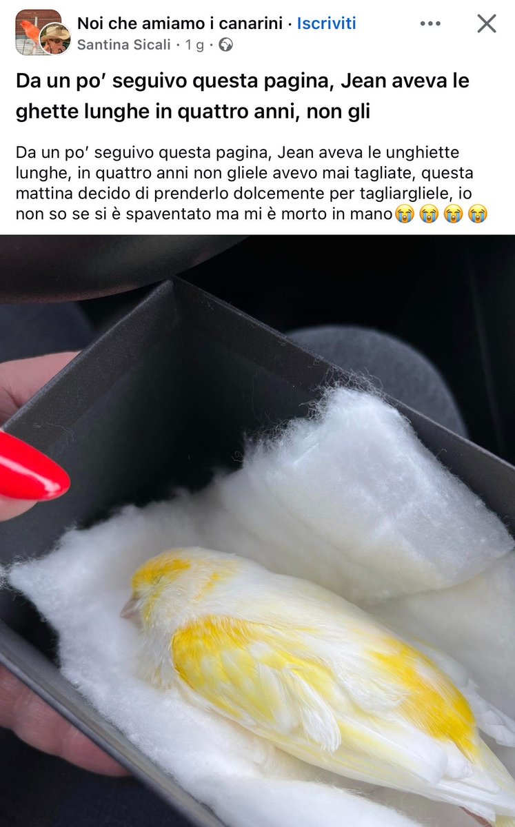 Nedox tweet media