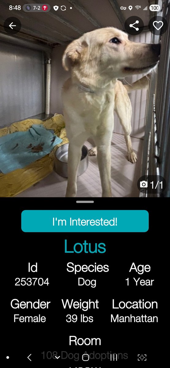 MyBoxerLuvMac1's tweet photo. 💞Lotus💞
▪️#NewDogOnTheBlock
 #NYCACC #253704 1y
#Adoptme #RescueMe

Precious sweetie's 💔, just arrived at the scary shelter.
Trying 2 be brave, darling girl's understandably confused & unsure.
W kindness & patience, she'll flourish.
Needs loving, #Adopter/N.East #Foster, 4 security, 2 blossom into yr 4ever BFF.

DM @CathyPolicky
Pls #pledge 
💞L
https://t.co/Pci7sgDLUG