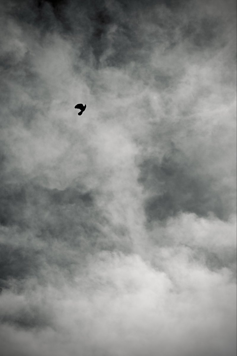 ame_Jyn's tweet photo. in a dreamlike state

#poeticimagery
#moodphotography
#bnw
@CaptureStreets https://t.co/k35dbbzPgV