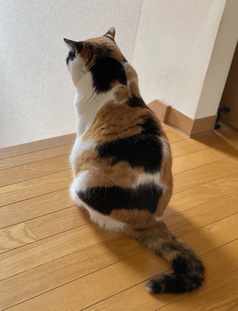 にゃんころもち (@sakura_nyancolo) / Posts / X