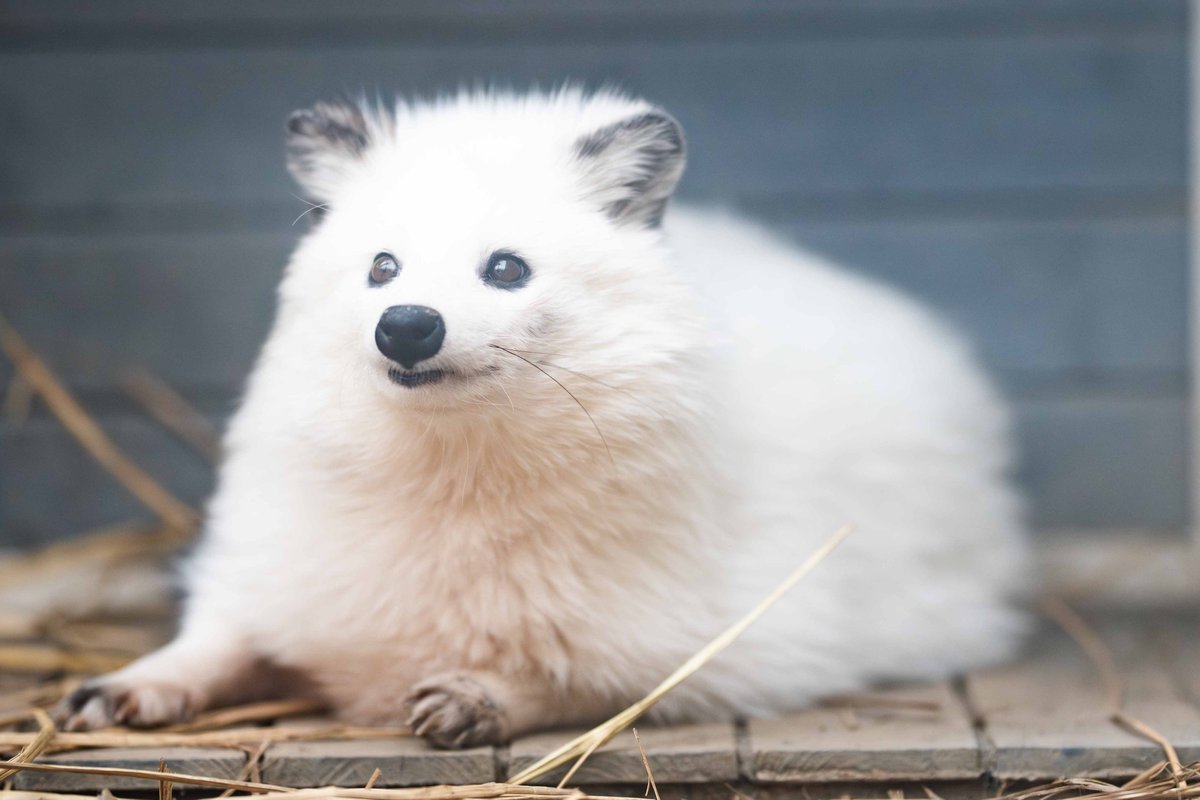 おもちのようせいすぎる