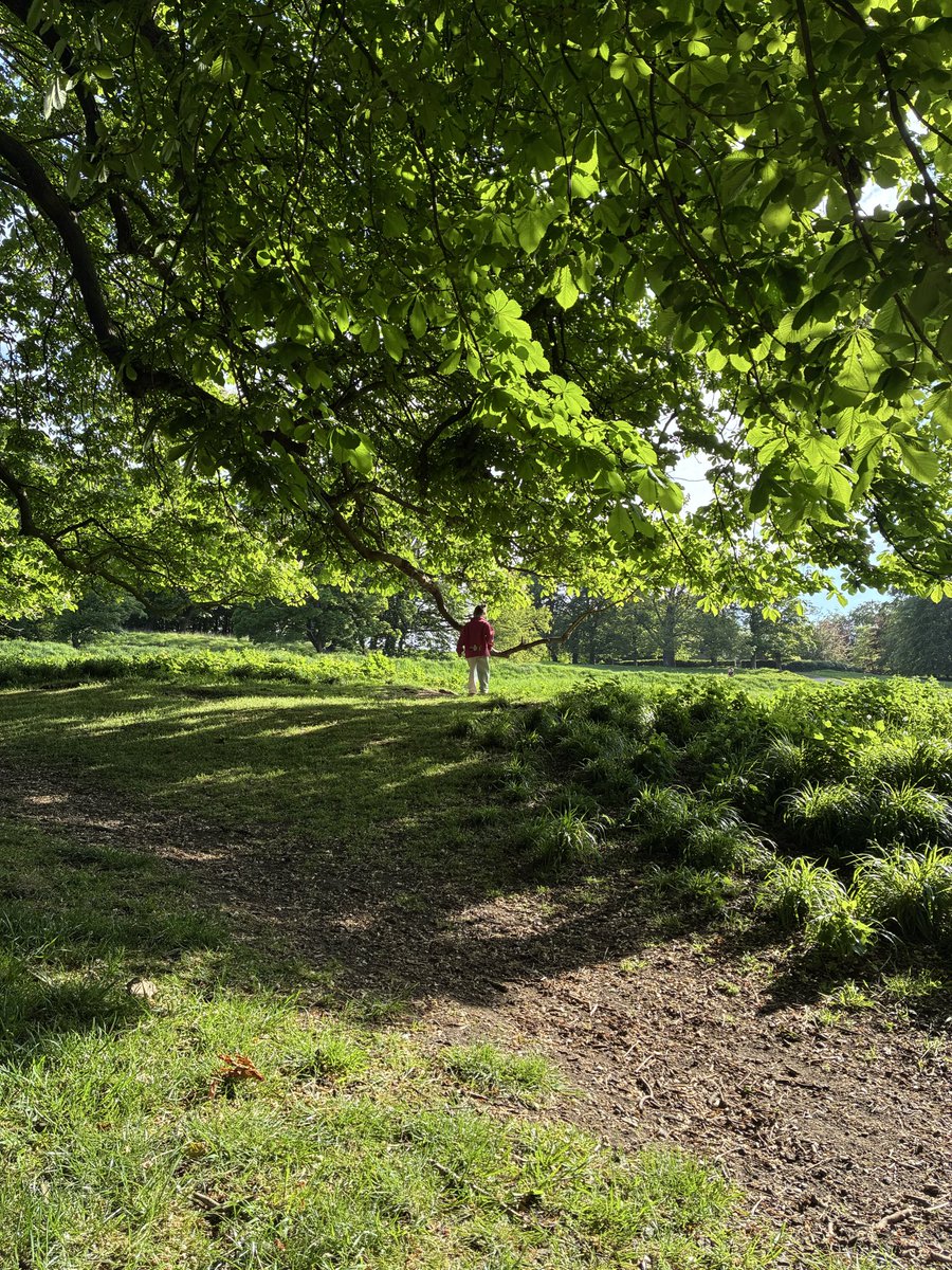 100 days of nature 5/100
#PhoenixPark #Dublin 🩷